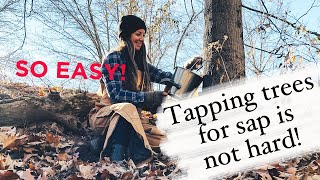 Maple Syrup Tree Tapping Is Not Hard! Watch to see how easy it is! Homesteading made simple.