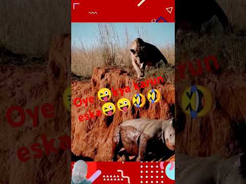 Oye😜😜🤣 Kya karun eska😜meri too😜😜🤣🤣🤣🤣😳😳👌👌👍👍💓💓💓 #animals #lion #nature #yt_shorts #trending #views 😜🤣💓