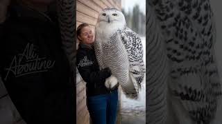 Ever seen an owl this majestic up close? 🦉✨ #SnowyOwl #WildlifeWonder #NatureInFocus