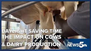 Daylight Saving Time can impact cows and milk production