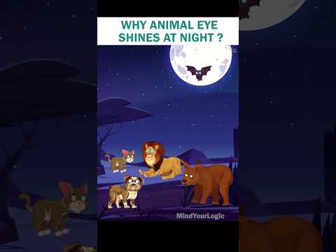 Why animal eyes shines at night |  Knowledge Time with Logical Baniya #Shorts