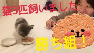 追加で猫を3匹飼いました‼️家族が増えたぜ🧄