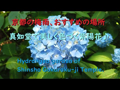 【4K】真如堂の紫陽花、アジサイ園を美しく彩る♪【Hydrangea garden of Shinsho Gokuraku-ji Temple.】