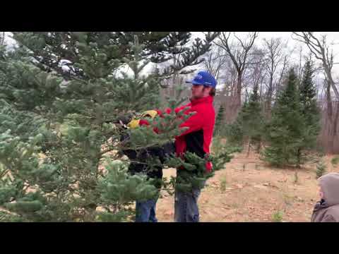 Trav cutting down our Christmas tree 2020