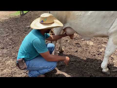 “A Vaca criou e o Bezerro não está dando conta do leite”