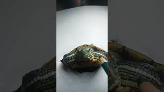 hyper realistic tortoise drawing #shorts #viraltrending #drawing