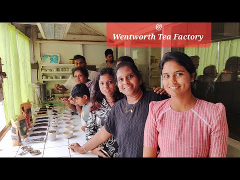 Shan Mathi & Family's Enchanting Tea Experience | Wentworth Tea Factory, Cherambadi, The Nilgiris