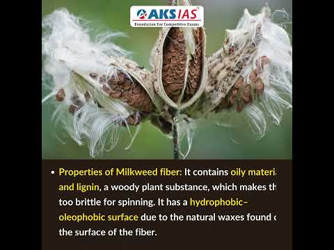 Milkweed fiber #aksias #upsc #currentaffairs #Milkweedfiber #GuinnessWorldRecord