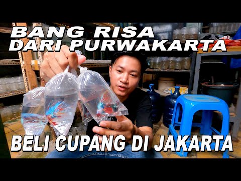 BANG RISA BELI CUPANG DARI PURWAKARTA KE JAKARTA