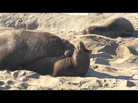 Elephant Seals @  Año Nuevo