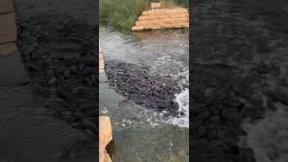 Feeding fish 🐟 in Riyadh lake park #lakepark #riyadh #shorts #ksa