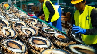 How Farmers Raise Massive Amounts of Abalone: Abalone Processing in Factory | Farming Documentary