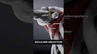 Your ROTATOR CUFF during shoulder abduction #anatomy #3d #animation #medical #medicalstudent