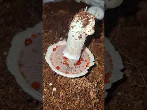 Mushroom farming mai yeh problem kyu aati Hai button mushroom harvesting #shorts #ytshorts