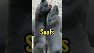 Facts About Seals You Didn’t Know! #sealions #animalfacts #wildlifeinsights #naturefacts