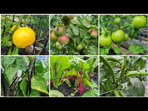 Early July - Allotment  Garden Update - Shokher Bagan