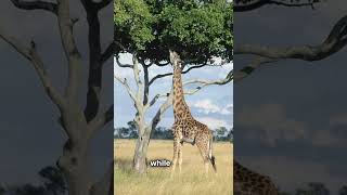 Did You Know? 🦒 Giraffe Tongue Size Is Insane #shorts #short #shortvideo #facts #fact #giraffe #fun