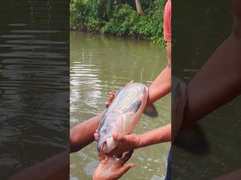 এতবড়ো মাছটা ছেড়ে দিলো ?#shorts #fishingvideo