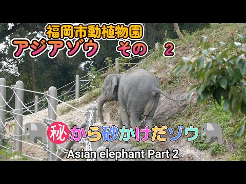 福岡市動植物園　アジアゾウ（２）🐘㊙から砂かけだゾウ🐘　Asian elephant Part 2