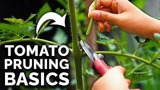 How to Prune Tomatoes for Maximum Yield and Plant Health