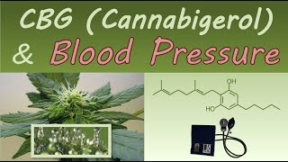 CBG  (Cannabigerol) and Blood Pressure