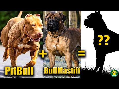 TOP 10 Pitbull Terrier Mix Breed Dogs You Don't Know About!