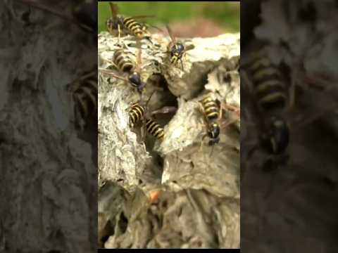 Vespa simillima (hornets) bee 🐝#shorts#viral#insects#bees #naturephotography