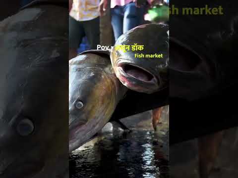 फिश मार्केट ससून डॉक,मुंबई ll fish market sasoon dock mumbai #koliwada #mumbai