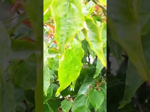 Rainfall #rainsounds #rainfall #nature #scenicview #relaxingsounds #travel #natureshorts #peace