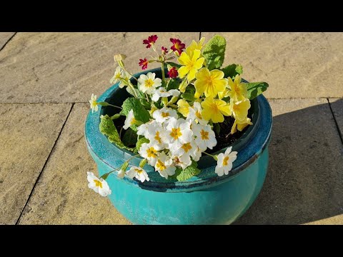 Container garden update - primula, hosta, rose, fuchsia, sedum and hydrangea