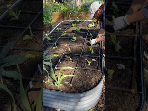 Grow more in less space! Planting Napa cabbage, lettuce, carrots, radishes, garlic, kale& strawberry