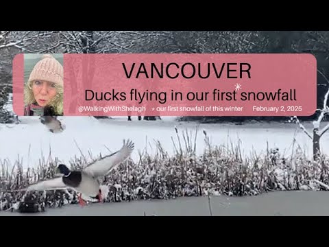 #ducks #flying in our first #snowfall this season in #vancouver #snow #nature #duck #winter