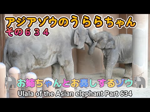 アジアゾウのうららちゃん（６３４）🐘お姉ちゃんとお鼻しするゾウ🐘（東山動植物園）Ulala of the Asian elephant Part 634