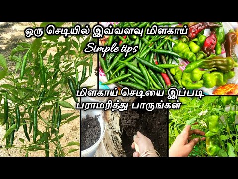 Chilli plant maintenance and growing tips/மிளகாய் செடி நிறைய காய்க்க இப்படி வளர்க்கலாம்