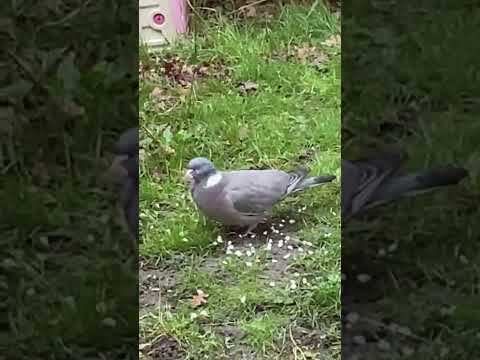 Wood Pigeon England Uk 🇬🇧 🕊️🦅