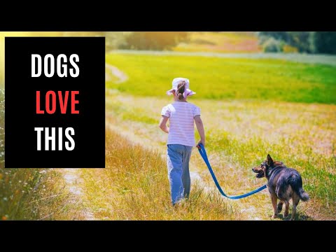 Discover the Joy of MINDFUL Dog Walks