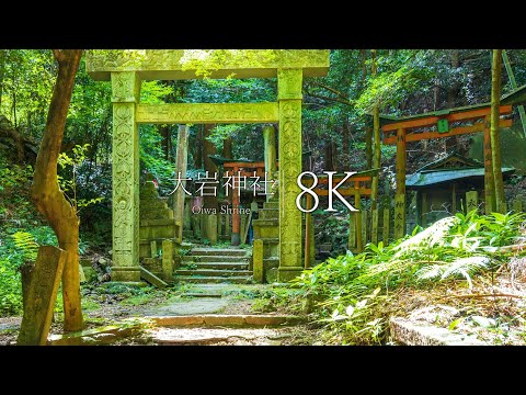 [Kyoto's unexplored area] Visit Domoto Insho Torii at Oiwa Shrine - JAPAN in 8K