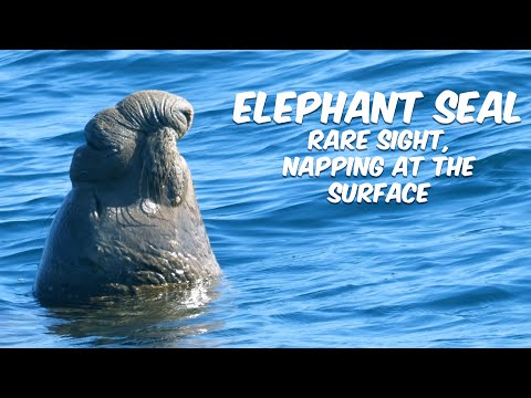 NORTHERN ELEPHANT SEAL | Rare Sight of Shy Seal Napping at the Surface