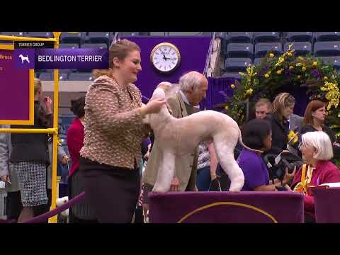 Bedlington Terriers | Breed Judging 2024