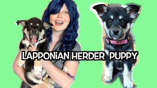 Lapponian Herder Puppy | First day we got Elsa!