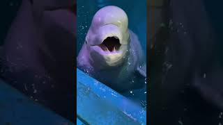 Beluga Whales Eating Ice: A Fascinating Behavior