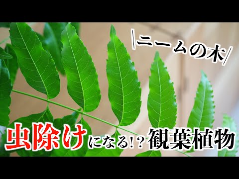 虫除けになる!？観葉植物｜ニームの木｜ミラクルニーム