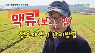 밀 보리 웃거름 주는방법 시기 맥류 생육재생기 관리방법 밀 보리 황화현상 예방하는 방법