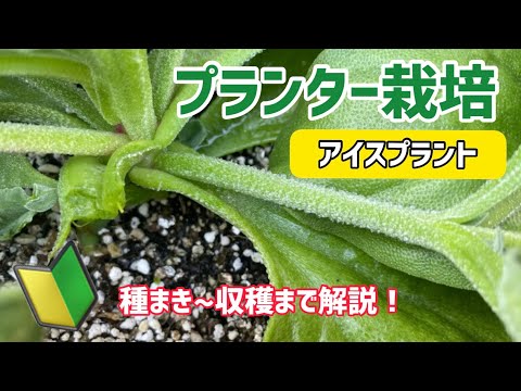 【野菜】アイスプラントのプランター栽培