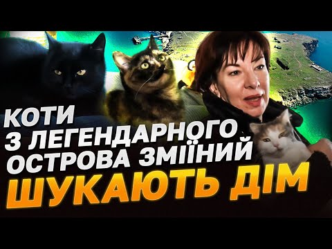 Бойові коти з легендарного острова Зміїний! Їх 15 і не в усіх ще є нові господарі!