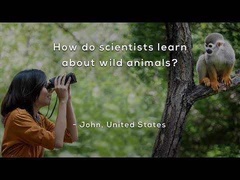 How do scientists learn about wild animals?