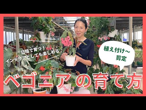 【園芸】ベゴニアの種類と栽培方法を解説！