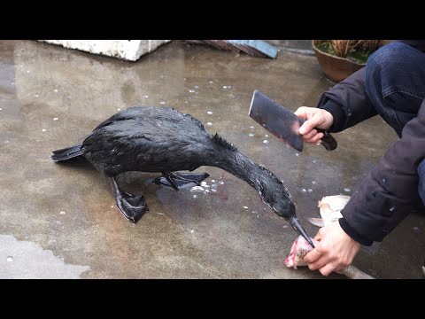 Normal feeding of osprey