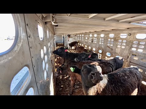 300 pound calves | Livestock Loading