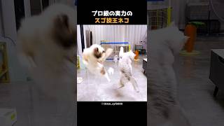 プロ級の実力のスゴ技王ネコ